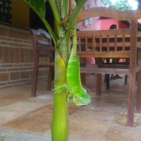 Hotel Pousada Paraíso dos Ipês Jijoca de Jericoacoara Exterior foto